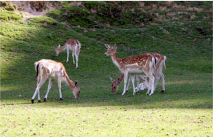 Marshalls Animal Park.